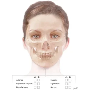 The Interactive Anatomy Poster