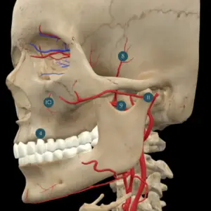Blood Vessels Training