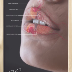 Lip Anatomy Poster